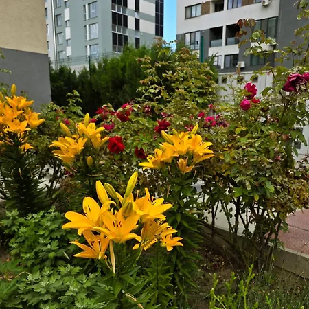 Lovely 1 Bedroom Flat With Free Parking Safirului Street Apartment *
